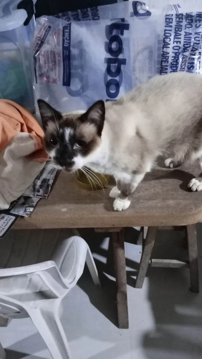 Gato ra a Siamês idade 2 anos nome Sem nome 