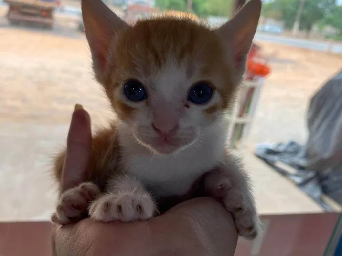 Gato ra a SRD-ViraLata idade Abaixo de 2 meses nome FILHOTES DE GATO