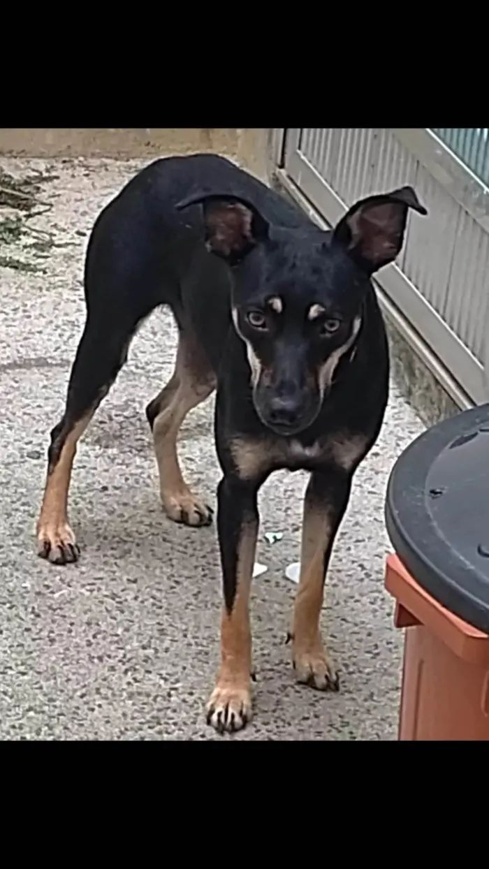 Cachorro ra a SRD-ViraLata idade 2 anos nome Ana