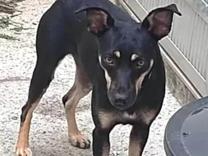 Cachorro raça SRD-ViraLata idade 2 anos nome Ana