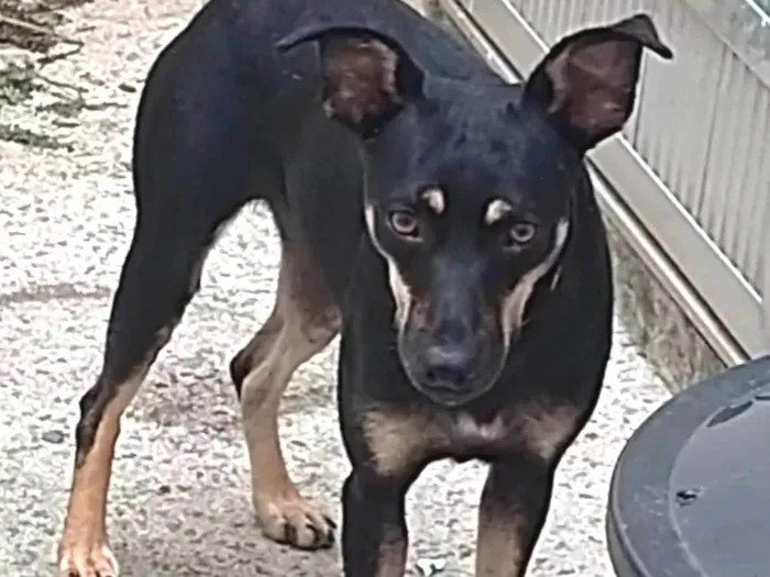 Cachorro ra a SRD-ViraLata idade 2 anos nome Ana