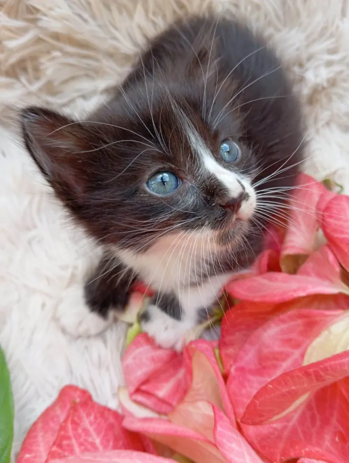 Gato ra a SRD-ViraLata idade Abaixo de 2 meses nome Kiara