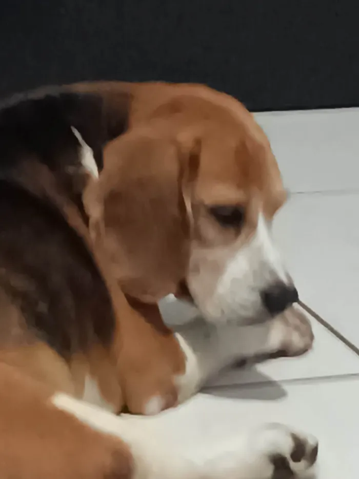 Cachorro ra a Basset-Cofap idade 6 ou mais anos nome Luffy 