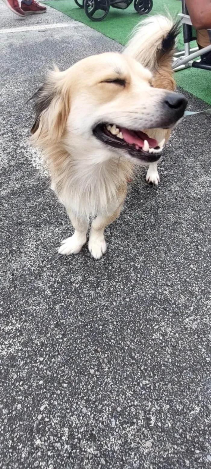 Cachorro ra a SRD-ViraLata idade 4 anos nome Logan