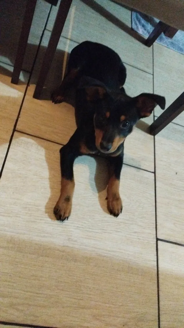 Cachorro ra a SRD-ViraLata idade 2 a 6 meses nome Mel