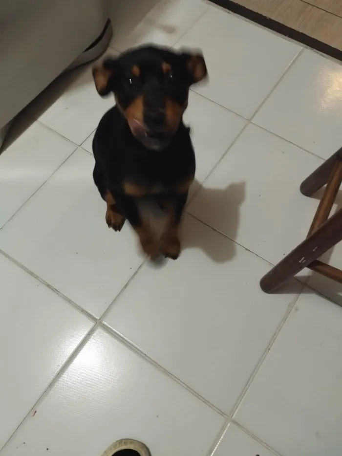 Cachorro ra a SRD-ViraLata idade 2 a 6 meses nome Mel