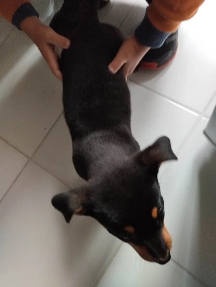 Cachorro ra a SRD-ViraLata idade 2 a 6 meses nome Mel