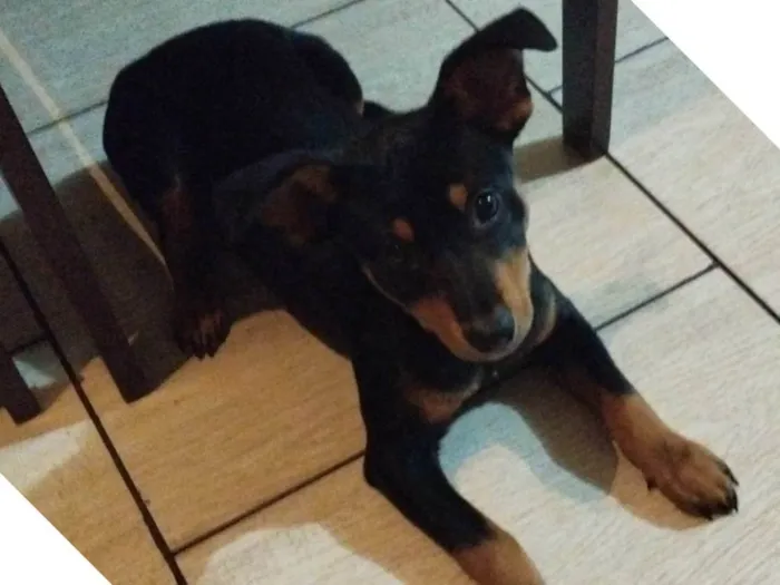 Cachorro ra a SRD-ViraLata idade 2 a 6 meses nome Mel