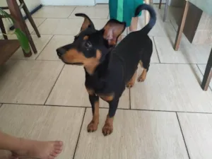 Cachorro raça SRD-ViraLata idade 2 a 6 meses nome Mel