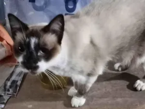 Gato raça Siamês idade 2 anos nome Sem nome 