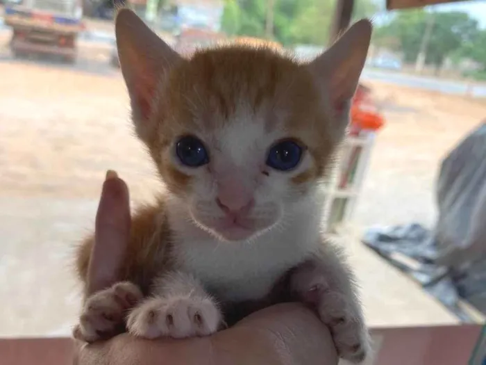 Gato ra a SRD-ViraLata idade Abaixo de 2 meses nome FILHOTES DE GATO