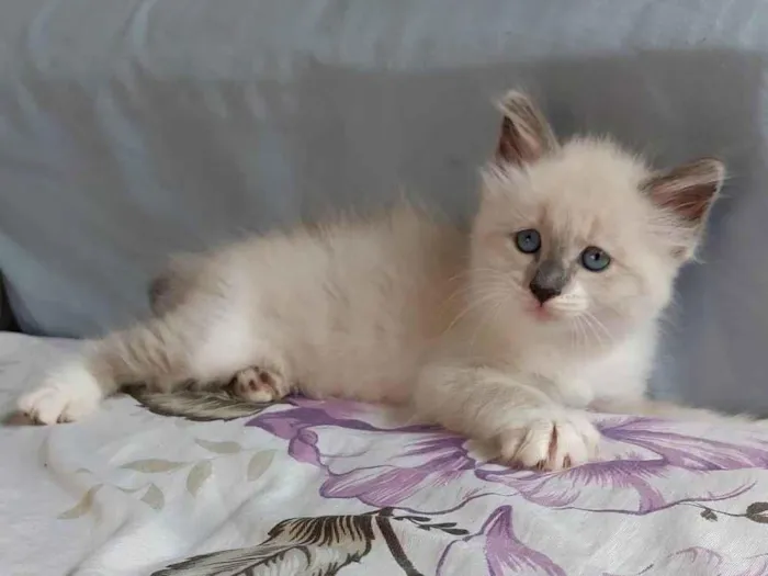 Gato ra a SRD-ViraLata idade Abaixo de 2 meses nome Miminho