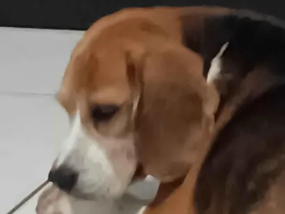 Cachorro raça Basset-Cofap idade 6 ou mais anos nome Luffy 