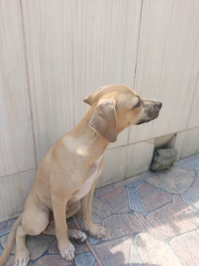 Cachorro ra a SRD-ViraLata idade 2 a 6 meses nome Fofinha