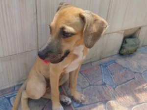 Cachorro raça SRD-ViraLata idade 2 a 6 meses nome Fofinha