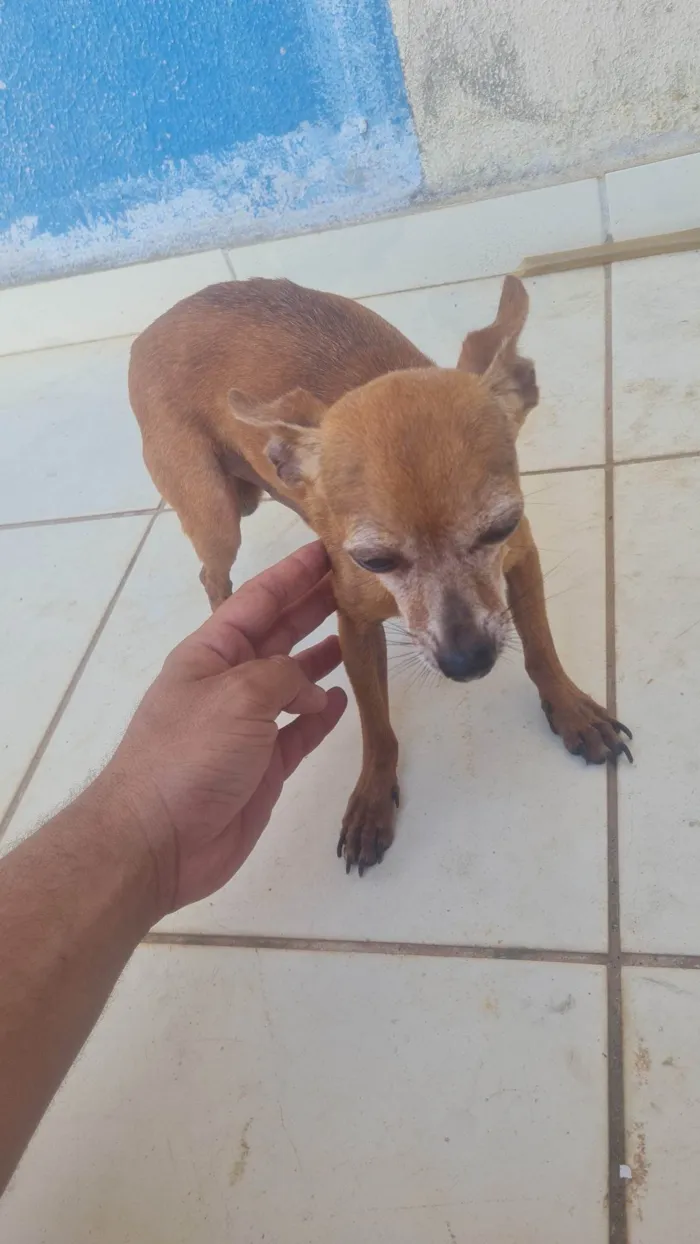 Cachorro ra a SRD-ViraLata idade 5 anos nome Shake