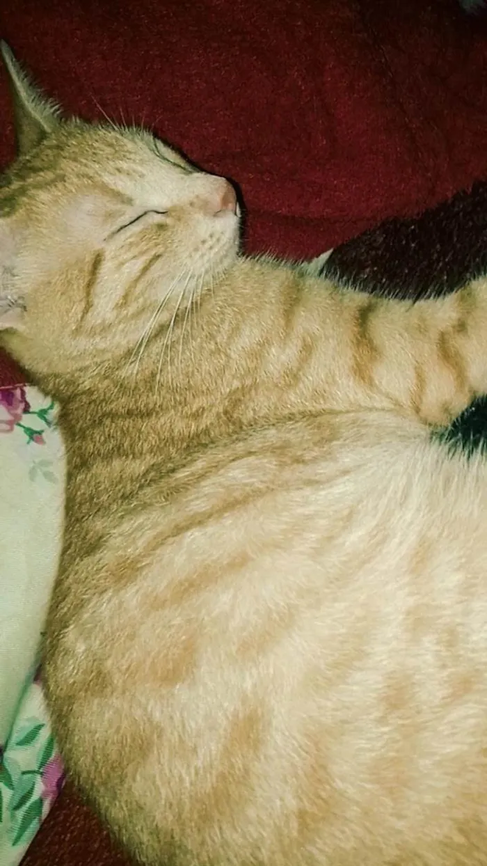 Gato ra a SRD-ViraLata idade 7 a 11 meses nome Laranjinha 