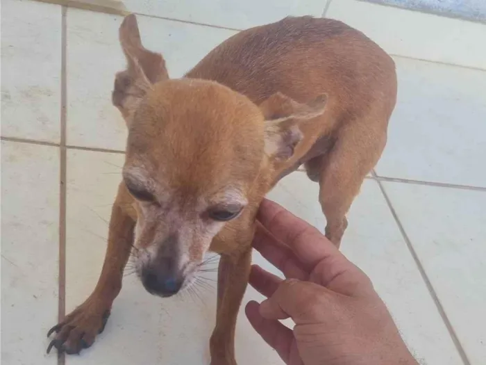 Cachorro ra a SRD-ViraLata idade 5 anos nome Shake