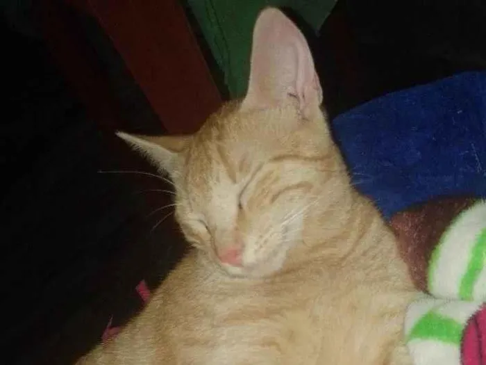 Gato ra a SRD-ViraLata idade 7 a 11 meses nome Laranjinha 