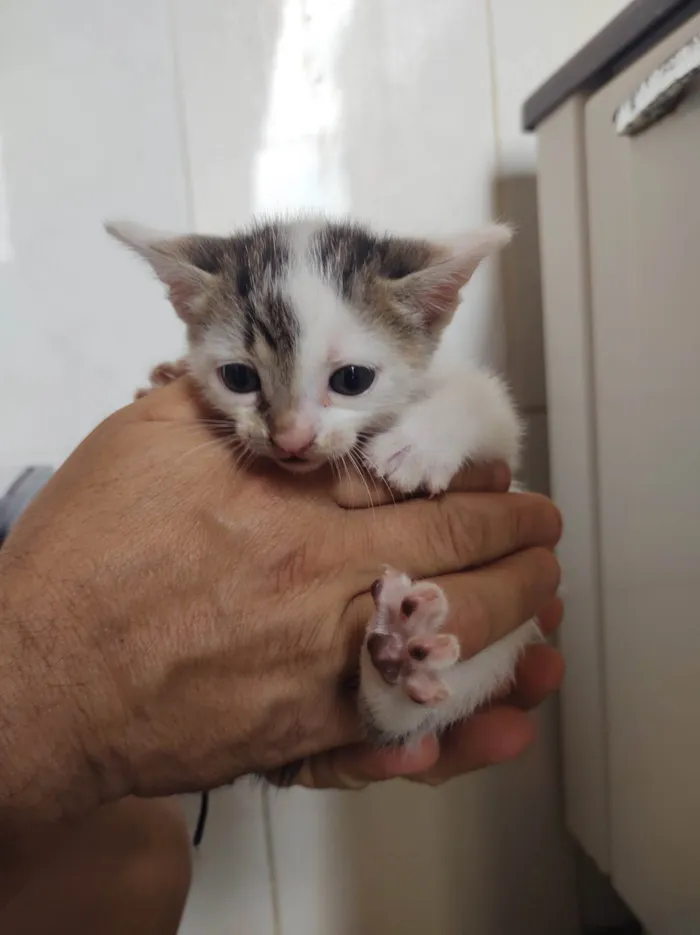 Gato ra a SRD-ViraLata idade Abaixo de 2 meses nome Frajola