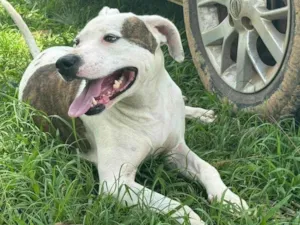 Cachorro raça Pit-Bull idade 2 anos nome Theo 