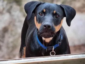 Cachorro raça SRD-ViraLata idade 1 ano nome Luke