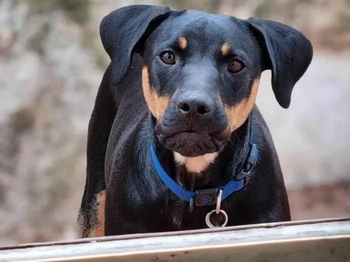 Cachorro ra a SRD-ViraLata idade 1 ano nome Luke