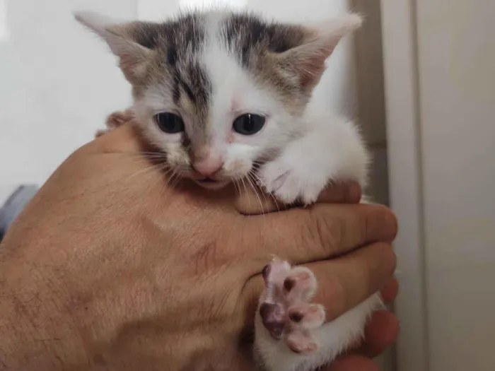 Gato ra a SRD-ViraLata idade Abaixo de 2 meses nome Frajola