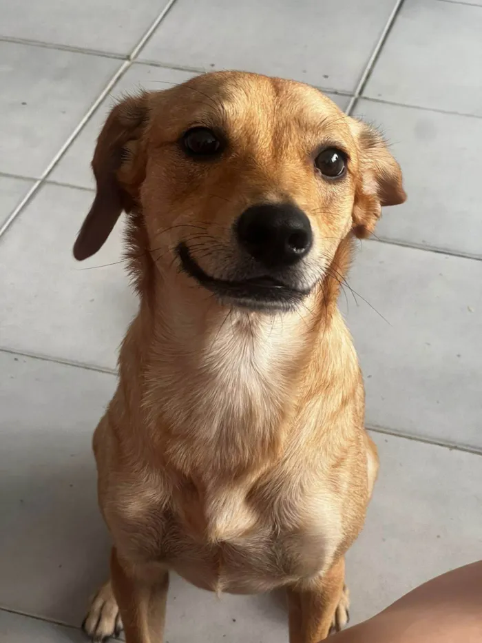 Cachorro ra a SRD-ViraLata idade 1 ano nome Theo