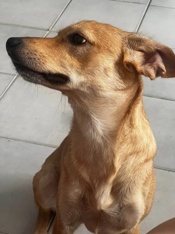 Cachorro ra a SRD-ViraLata idade 1 ano nome Theo