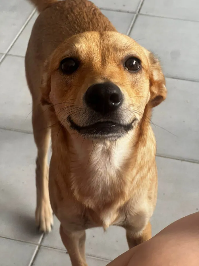 Cachorro ra a SRD-ViraLata idade 1 ano nome Theo