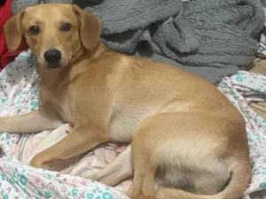 Cachorro raça SRD-ViraLata idade 1 ano nome Theo