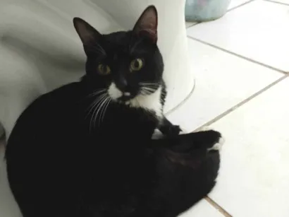 Gato raça SRD-ViraLata idade 2 anos nome George