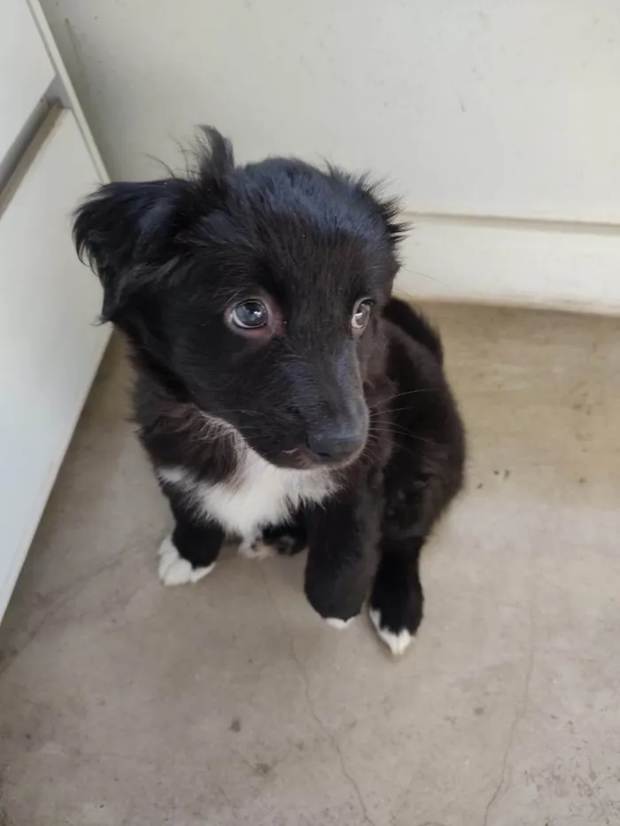 Cachorro ra a SRD-ViraLata idade Abaixo de 2 meses nome max