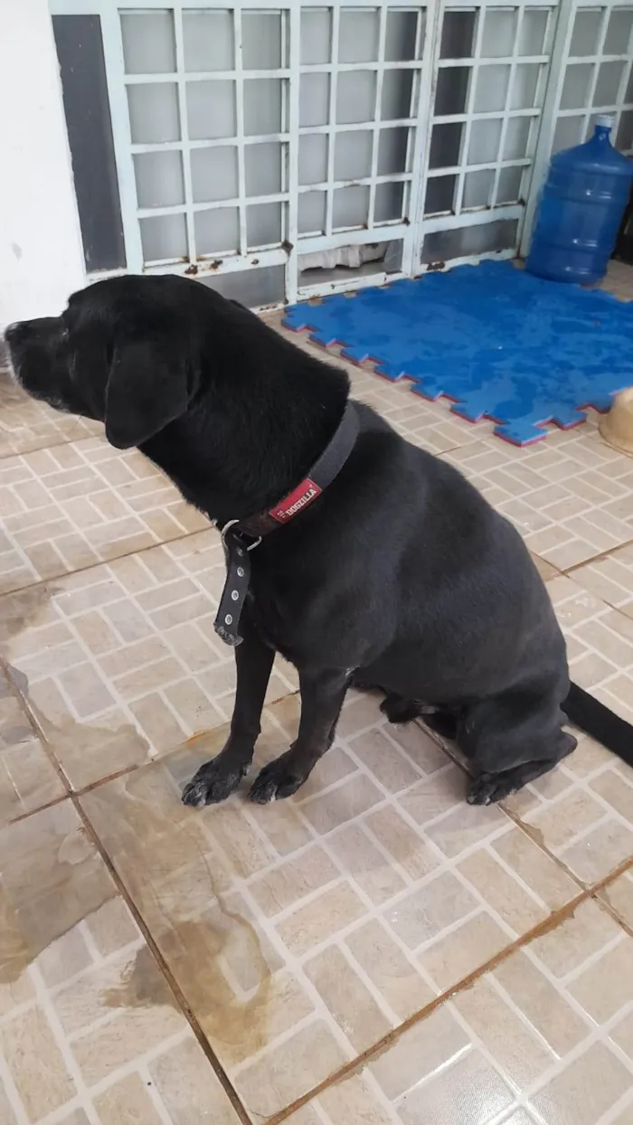 Cachorro ra a SRD-ViraLata idade 6 ou mais anos nome BREU