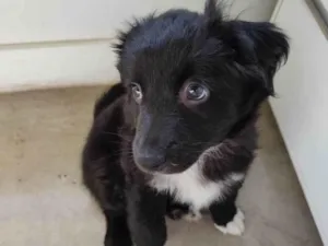 Cachorro raça SRD-ViraLata idade Abaixo de 2 meses nome max