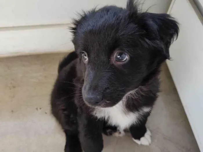 Cachorro ra a SRD-ViraLata idade Abaixo de 2 meses nome max