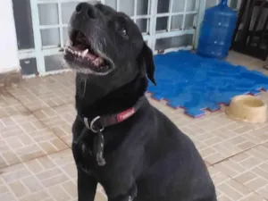 Cachorro raça SRD-ViraLata idade 6 ou mais anos nome BREU