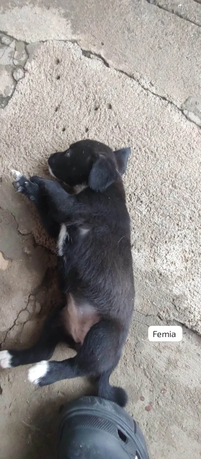 Cachorro ra a SRD-ViraLata idade Abaixo de 2 meses nome Lexa