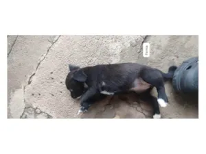 Cachorro raça SRD-ViraLata idade Abaixo de 2 meses nome Lexa