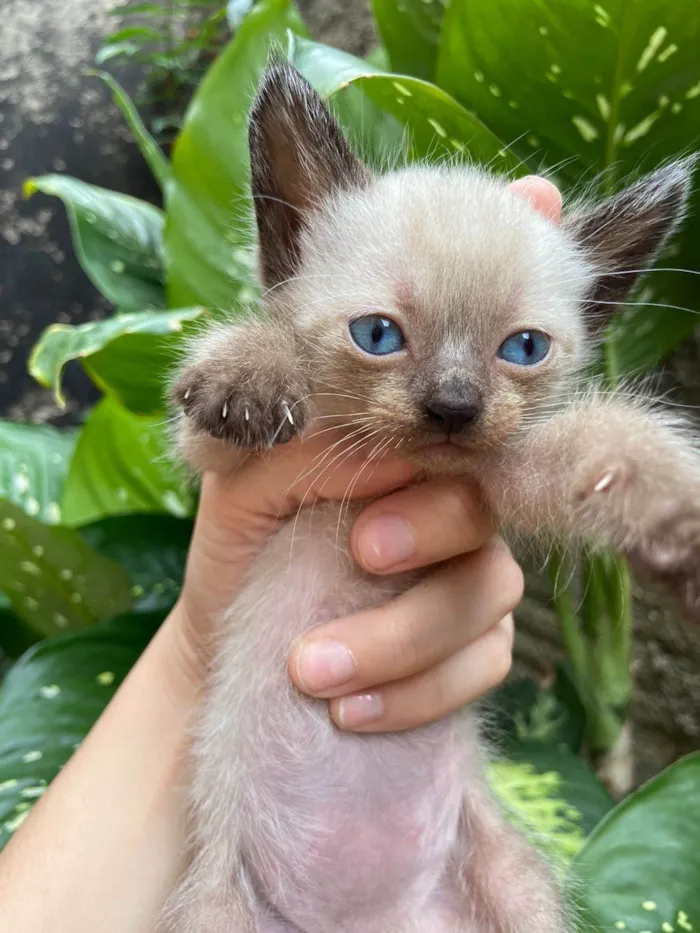 Gato ra a SRD-ViraLata idade Abaixo de 2 meses nome Enzo 