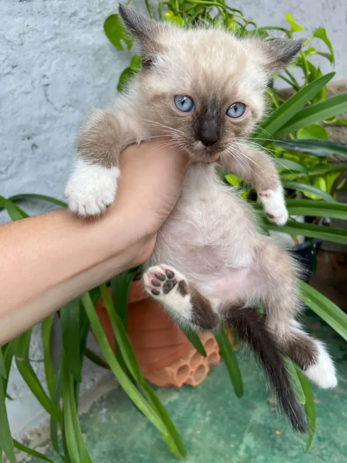 Gato ra a SRD-ViraLata idade Abaixo de 2 meses nome Noa