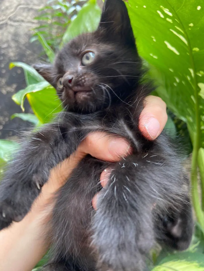 Gato ra a SRD-ViraLata idade Abaixo de 2 meses nome Luca