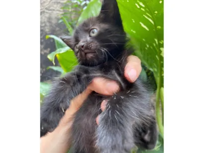 Gato raça SRD-ViraLata idade Abaixo de 2 meses nome Luca