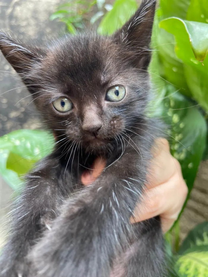 Gato ra a SRD-ViraLata idade Abaixo de 2 meses nome Loris