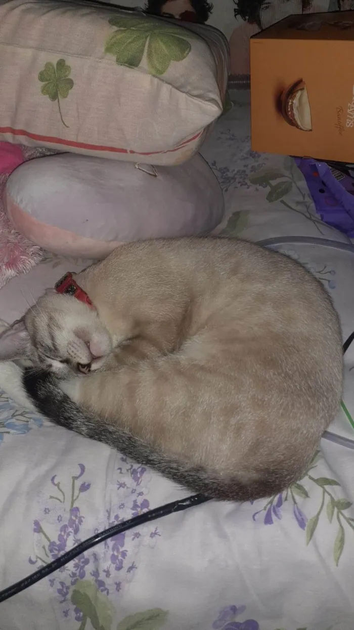 Gato ra a Exótico idade 1 ano nome SAMUEL 