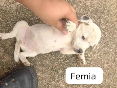 Cachorro raça SRD-ViraLata idade Abaixo de 2 meses nome Lora