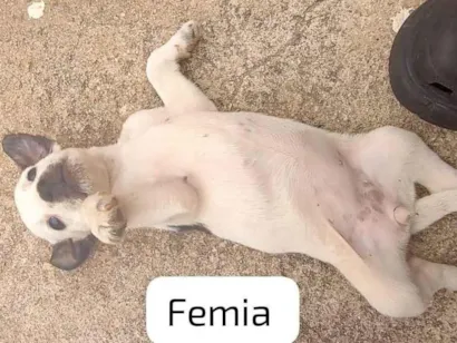 Cachorro raça SRD-ViraLata idade Abaixo de 2 meses nome Lina