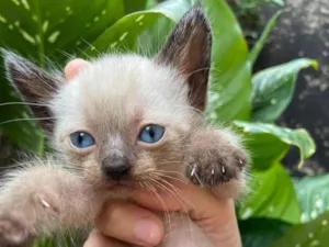 Gato raça SRD-ViraLata idade Abaixo de 2 meses nome Enzo 