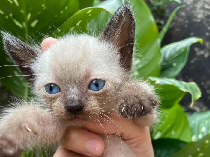 Gato ra a SRD-ViraLata idade Abaixo de 2 meses nome Enzo 